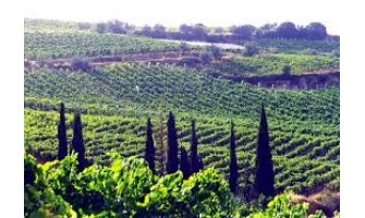 Δοκιμάζοντας με τον Master: #1 Αγιωργίτικο