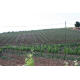 Panagiotou Winery