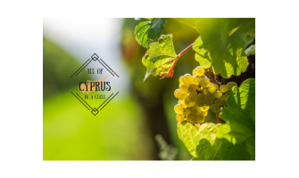 Κυπριακό κρασί: Σε ανοδική τροχιά | από το Γιάννη Καρακάση MW
