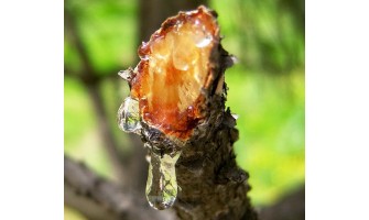 Retsina... about time to clear her name!