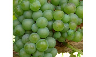 Malagouzia - the spring in her