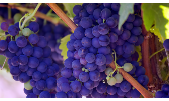 Περισσότερο ελληνικό κρασί,παρακαλώ | Γιάννης Καρακάσης MW