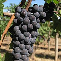 Greek Pinot Noir Wines