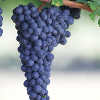 Greek Refosco Wines