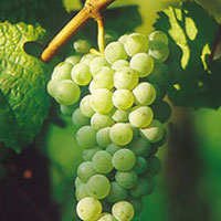 Greek Riesling Wines