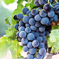 Stavroto Wines
